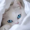chatmoi4