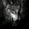wolf17077