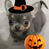 toni_melon00