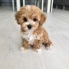 Puppies Maltipoo kennel dog