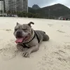 duke.o.bully.venc