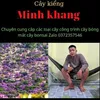 cây kiểng minh khang