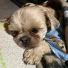 mike.o.dog