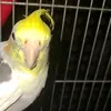 calossita
