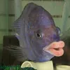 angry.fish6