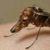 greyhound_fly