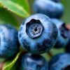 thegoatblueberry