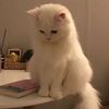 cat.videos3831