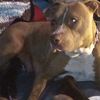 therightwaykennels