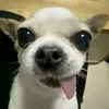 pgimnotp