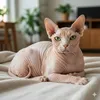 gia đình bé cam( mèo sphynx )