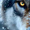long.wolf.wolf