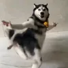 Husky_Dance_Daliy