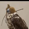 saud.alharbi6709