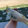 alex_pickletictoc