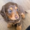 Dachshund Puppies available