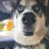 Husky_daily_dance
