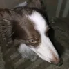 max.o.bodercollie