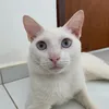 floquinho.o.gato7