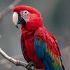 alisa.kir.parrots3