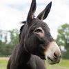 Second Chance Donkey Rescue