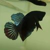 betta_2468