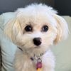 poppy_thee_maltese
