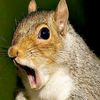 hungry.squirrel0