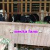 mecka_farm