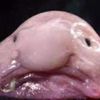 _blobfishonly_