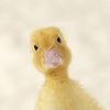 nikoturtle