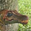 spinosaur60