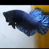 betta.fighter65