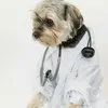 dogtor90