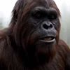 The BigFoot Vlogs