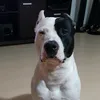 papo_reto100