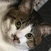grkazuki