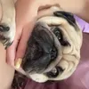 kobethepuglet