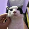 duapuluhlimajuniii
