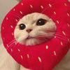 strawberyoy