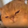 nonggunncute