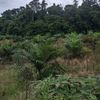 kangkebon99