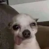 ฮะ