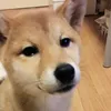 mankichi_toshi