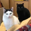 kateifyoucare