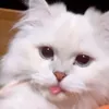 presentsgiftt