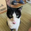 o_mochi_7