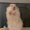 猫背