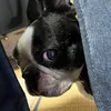 onigiligenta_8982