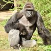 harambae2016